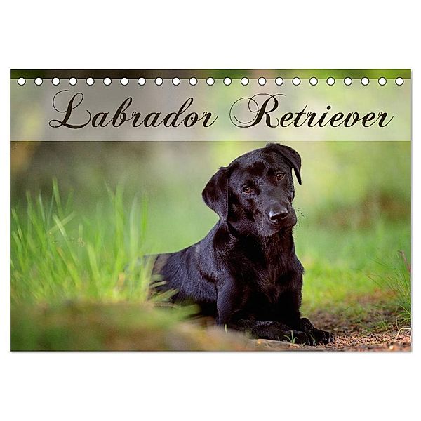 Labrador Retriever (Tischkalender 2024 DIN A5 quer), CALVENDO Monatskalender, Nicole Noack