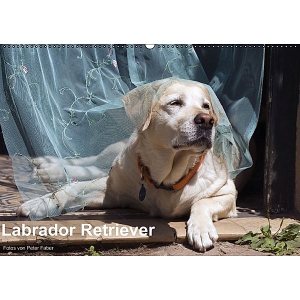 Labrador Retriever (Wandkalender 2014 DIN A2 quer), Peter Faber