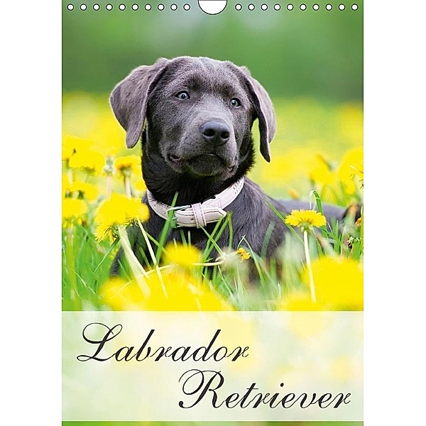 Labrador Retriever (Wandkalender 2017 DIN A4 hoch), Nicole Noack