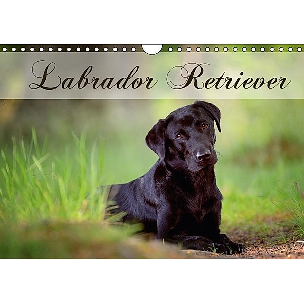 Labrador Retriever (Wandkalender 2017 DIN A4 quer), Nicole Noack