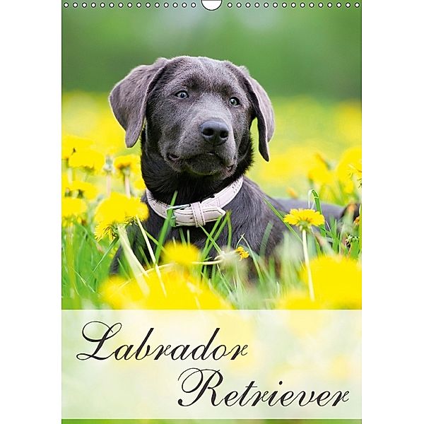 Labrador Retriever (Wandkalender 2018 DIN A3 hoch), Nicole Noack