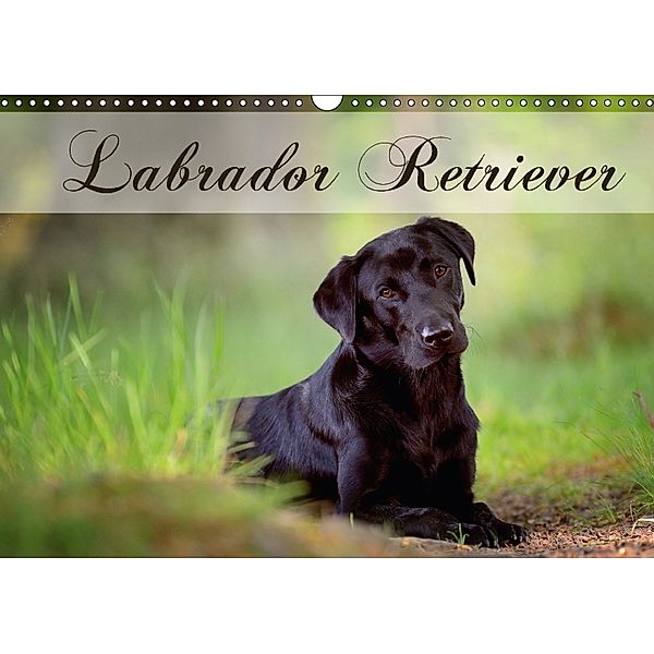 Labrador Retriever (Wandkalender 2018 DIN A3 quer), Nicole Noack