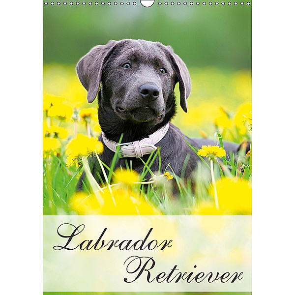 Labrador Retriever (Wandkalender 2019 DIN A3 hoch), Nicole Noack
