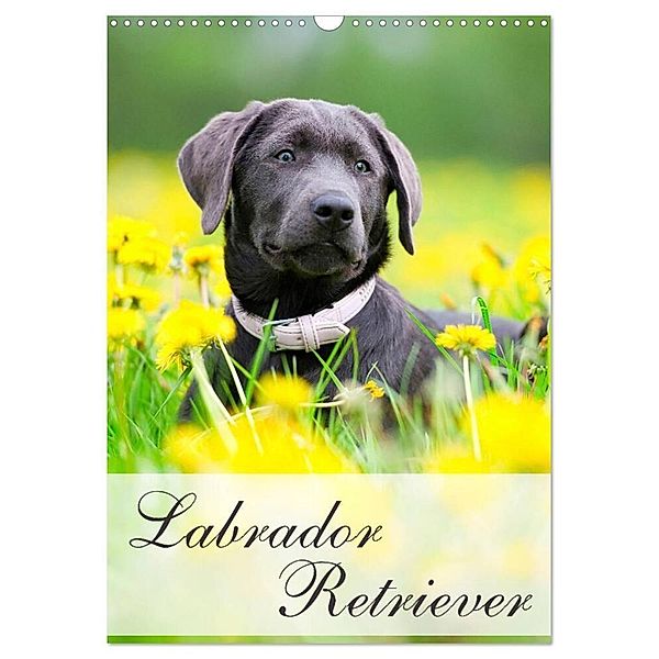 Labrador Retriever (Wandkalender 2024 DIN A3 hoch), CALVENDO Monatskalender, Nicole Noack