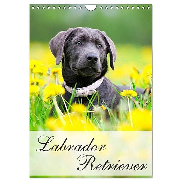 Labrador Retriever (Wandkalender 2024 DIN A4 hoch), CALVENDO Monatskalender, Nicole Noack