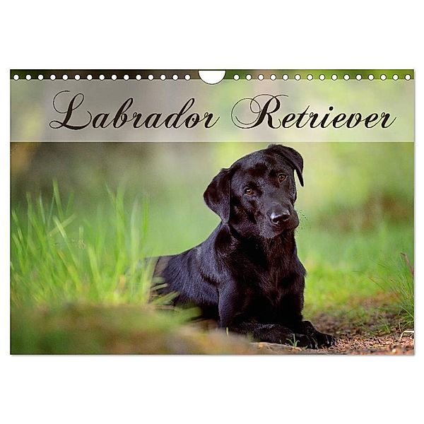 Labrador Retriever (Wandkalender 2024 DIN A4 quer), CALVENDO Monatskalender, Nicole Noack