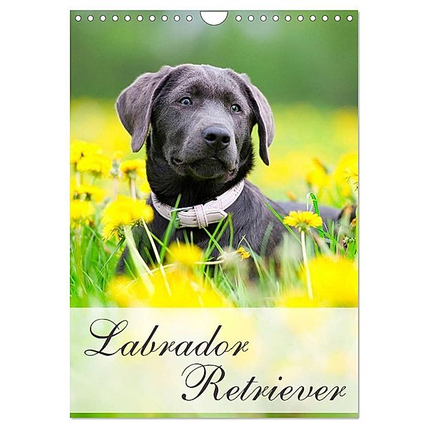 Labrador Retriever (Wandkalender 2025 DIN A4 hoch), CALVENDO Monatskalender, Calvendo, Nicole Noack