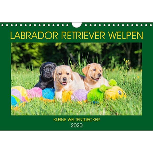 Labrador Retriever Welpen - Kleine Weltentdecker (Wandkalender 2020 DIN A4 quer), Sigrid Starick