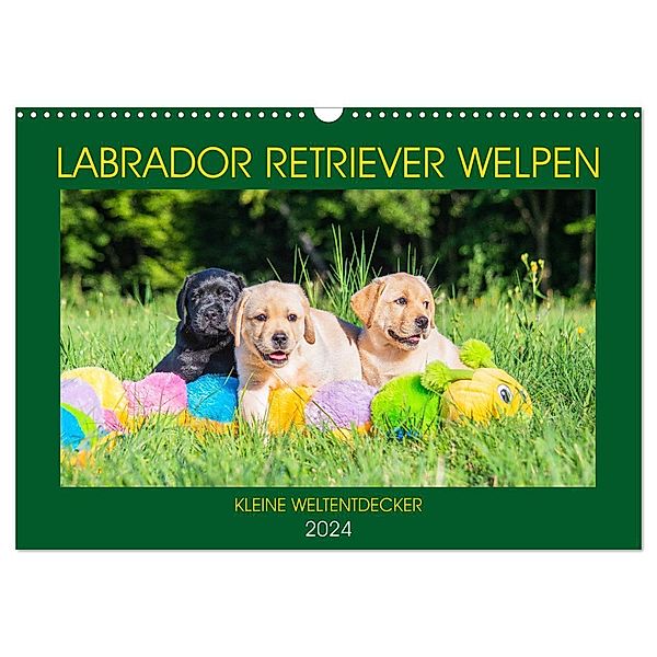 Labrador Retriever Welpen - Kleine Weltentdecker (Wandkalender 2024 DIN A3 quer), CALVENDO Monatskalender, Sigrid Starick