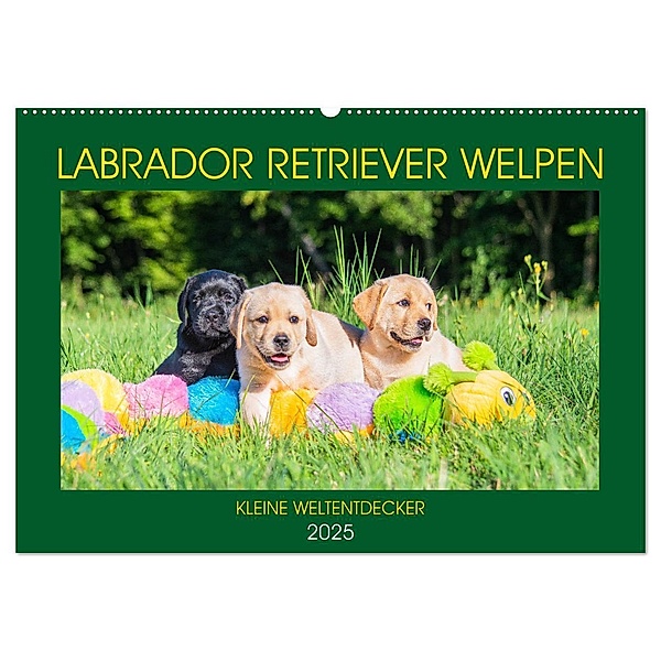 Labrador Retriever Welpen - Kleine Weltentdecker (Wandkalender 2025 DIN A2 quer), CALVENDO Monatskalender, Calvendo, Sigrid Starick