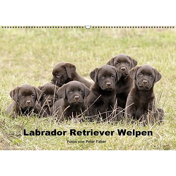 Labrador Retriever Welpen (Wandkalender 2014 DIN A2 quer), Peter Faber