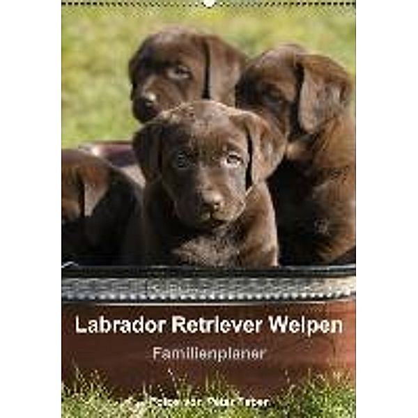Labrador Retriever Welpen (Wandkalender 2014 DIN A3 hoch), Peter Faber