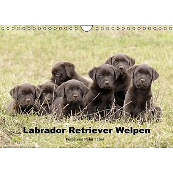 Labrador Retriever Welpen (Wandkalender 2015 DIN A4 quer), Peter Faber