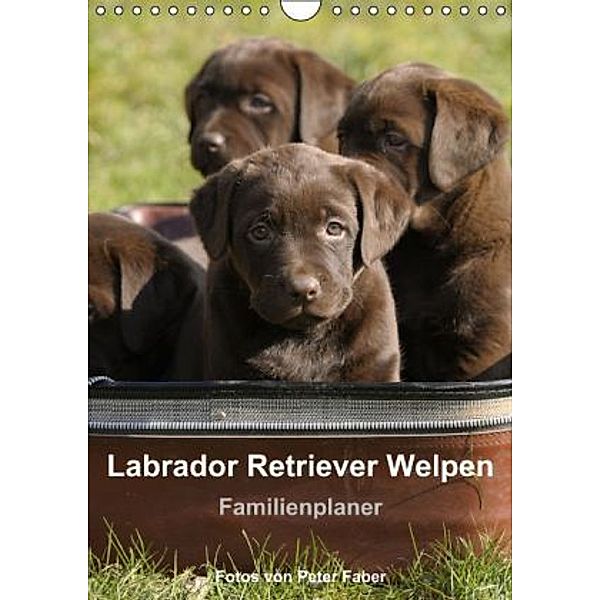 Labrador Retriever Welpen (Wandkalender 2015 DIN A4 hoch), Peter Faber