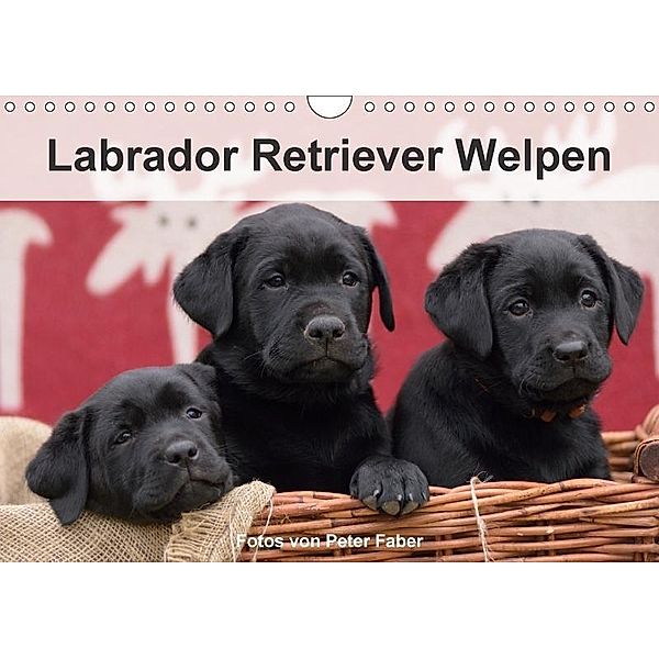Labrador Retriever Welpen (Wandkalender 2017 DIN A4 quer), Peter Faber