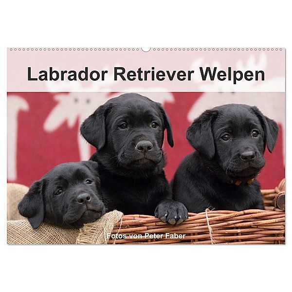 Labrador Retriever Welpen (Wandkalender 2024 DIN A2 quer), CALVENDO Monatskalender, Peter Faber