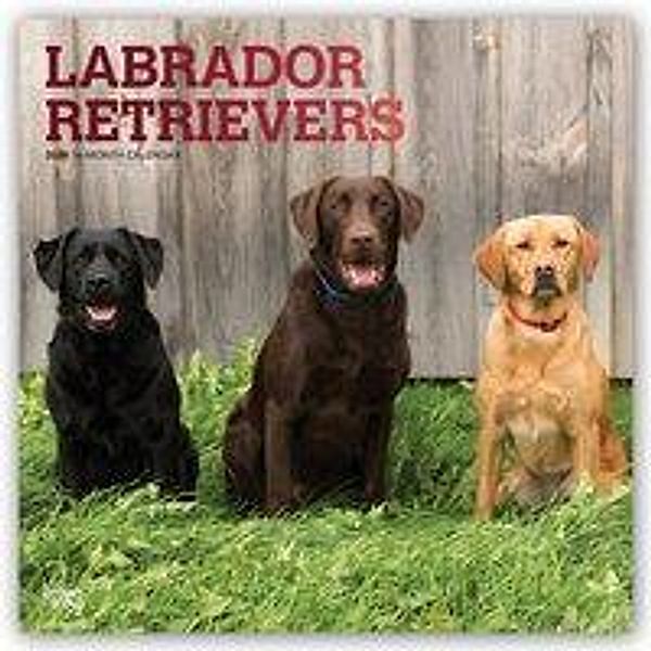 Labrador Retrievers 2019 Square Wall Calendar