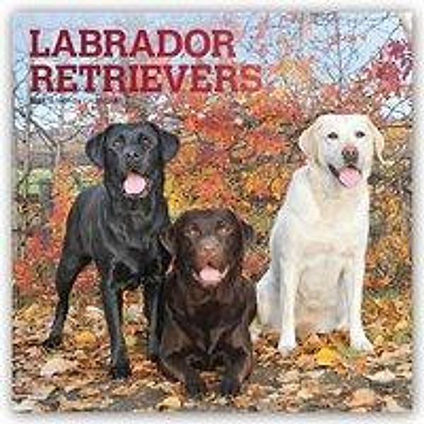 Labrador Retrievers 2021 - 16-Monatskalender mit freier DogDays-App, Labrador Retrievers 2021
