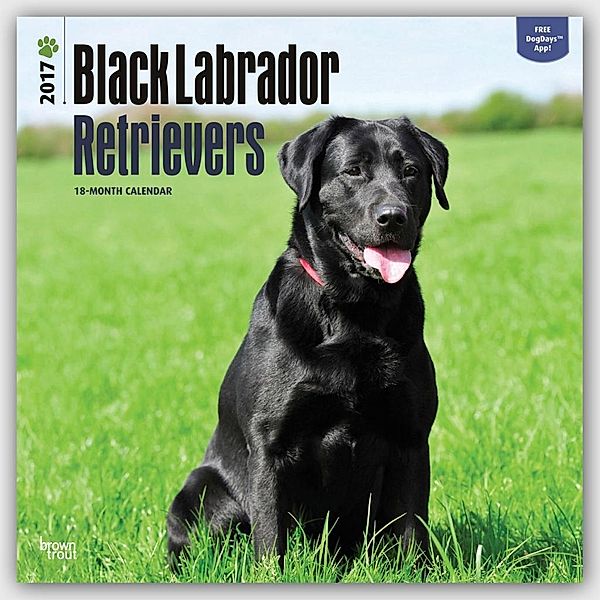 Labrador Retrievers, Black, Inc Browntrout Publishers
