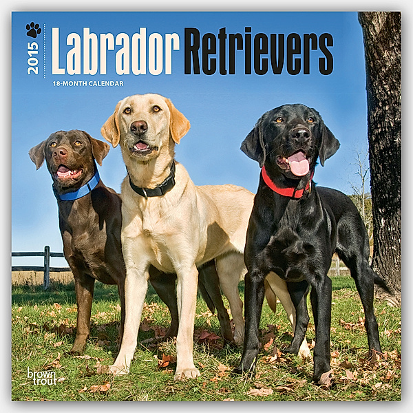 Labrador Retrievers, Broschürenkalender 2015