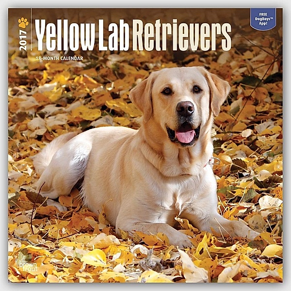 Labrador Retrievers Yellow 2017 Wall