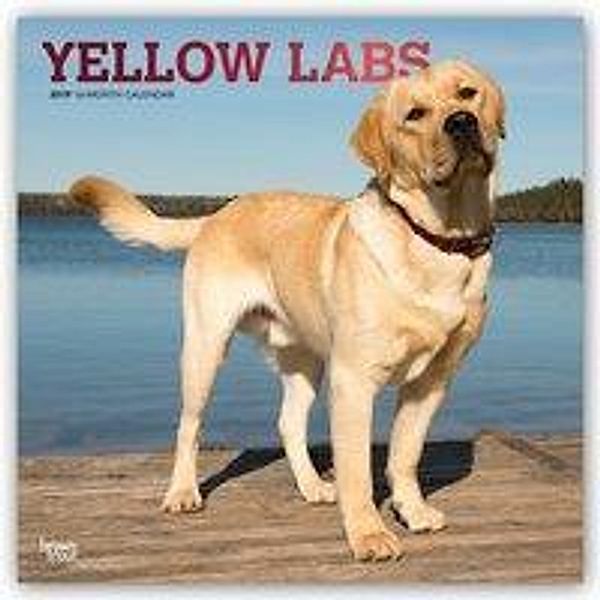 Labrador Retrievers, Yellow 2019 Square Wall Calendar