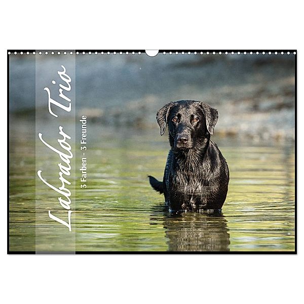 Labrador Trio - 3 Farben, 3 Freunde (Wandkalender 2024 DIN A3 quer), CALVENDO Monatskalender, Cornelia Strunz