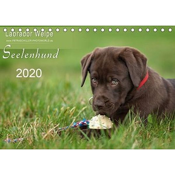 Labrador Welpe - Seelenhund (Tischkalender 2020 DIN A5 quer), Petra Schiller