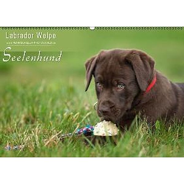 Labrador Welpe Seelenhund (Wandkalender 2015 DIN A2 quer), Petra Schiller