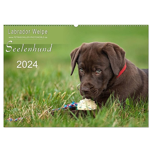 Labrador Welpe - Seelenhund (Wandkalender 2024 DIN A2 quer), CALVENDO Monatskalender, Petra Schiller