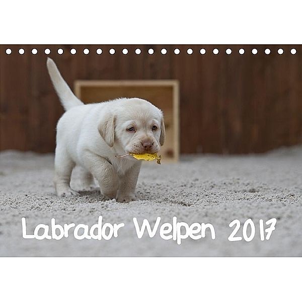 Labrador Welpen (Tischkalender 2017 DIN A5 quer), Heidi Bollich