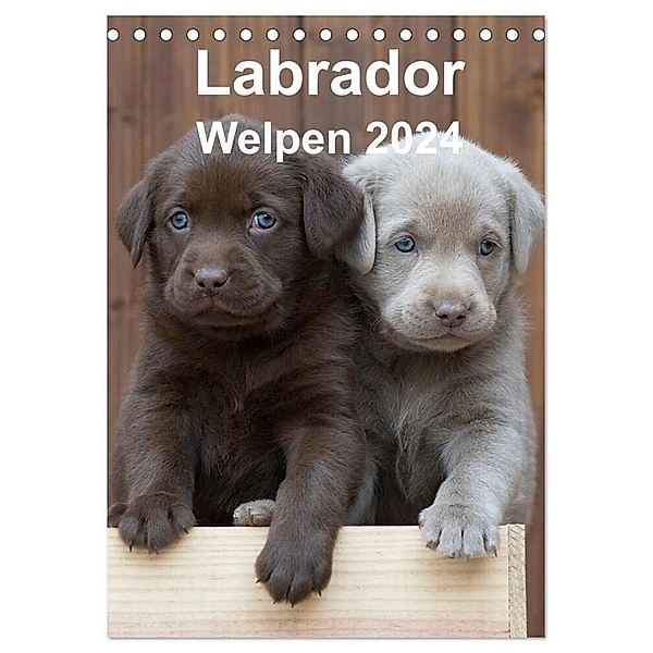 Labrador Welpen (Tischkalender 2024 DIN A5 hoch), CALVENDO Monatskalender, Heidi Bollich