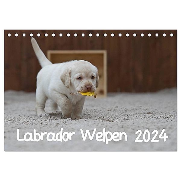 Labrador Welpen (Tischkalender 2024 DIN A5 quer), CALVENDO Monatskalender, Heidi Bollich