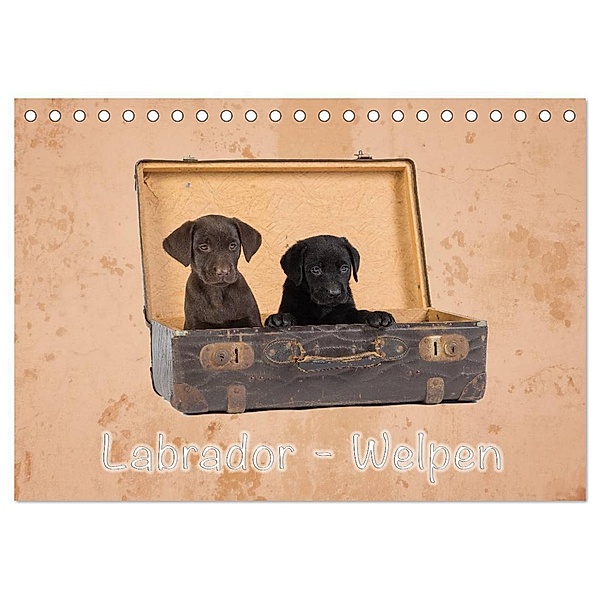 Labrador - Welpen (Tischkalender 2024 DIN A5 quer), CALVENDO Monatskalender, Heiko Eschrich -HeschFoto