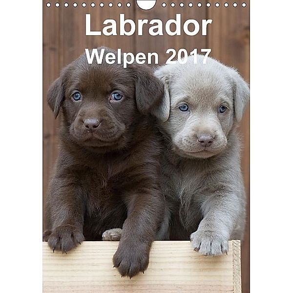 Labrador Welpen (Wandkalender 2017 DIN A4 hoch), Heidi Bollich
