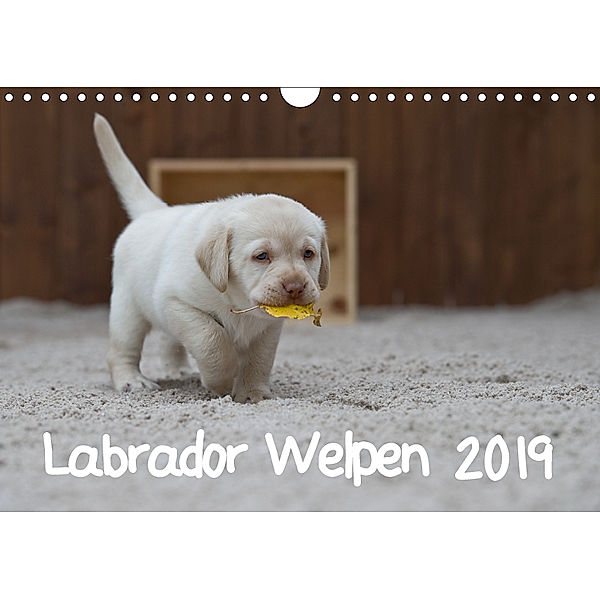 Labrador Welpen (Wandkalender 2019 DIN A4 quer), Heidi Bollich