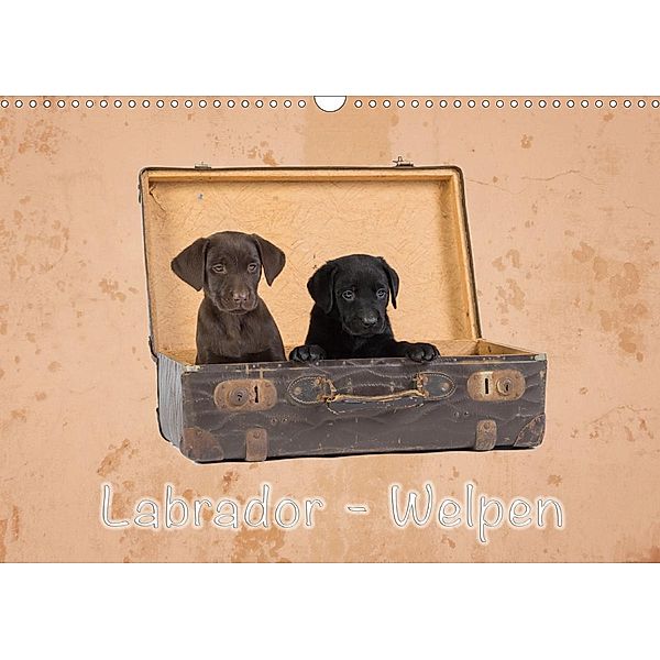 Labrador - Welpen (Wandkalender 2021 DIN A3 quer), Heiko Eschrich -HeschFoto