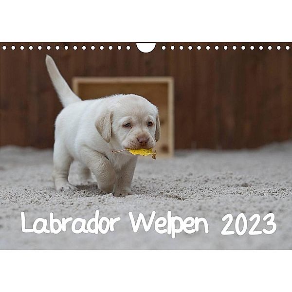 Labrador Welpen (Wandkalender 2023 DIN A4 quer), Heidi Bollich