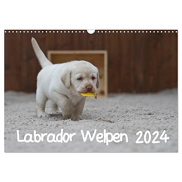 Labrador Welpen (Wandkalender 2024 DIN A3 quer), CALVENDO Monatskalender, Heidi Bollich