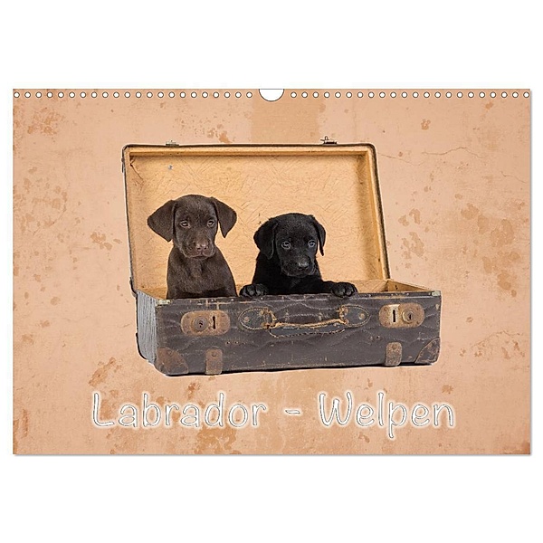 Labrador - Welpen (Wandkalender 2024 DIN A3 quer), CALVENDO Monatskalender, Heiko Eschrich -HeschFoto