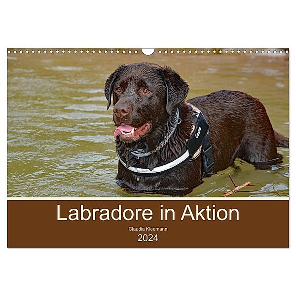 Labradore in Aktion (Wandkalender 2024 DIN A3 quer), CALVENDO Monatskalender, Claudia Kleemann