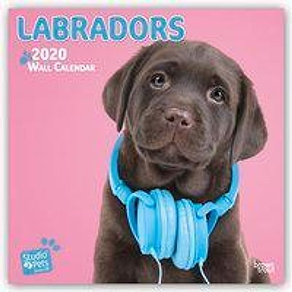 Labradors 2020, Myrna Huijing