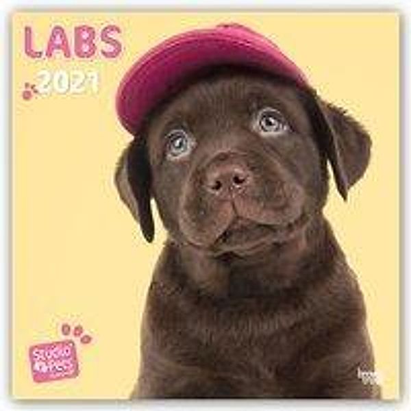Labradors - Labrador Retriever 2021, Myrna Huijing