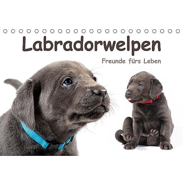 Labradorwelpen - Freunde fürs Leben (Tischkalender 2017 DIN A5 quer), Krätschmer