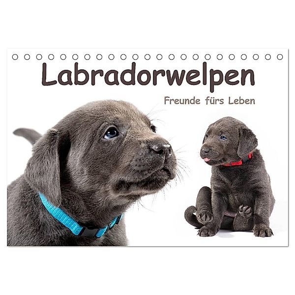 Labradorwelpen - Freunde fürs Leben (Tischkalender 2024 DIN A5 quer), CALVENDO Monatskalender, photodesign KRÄTSCHMER