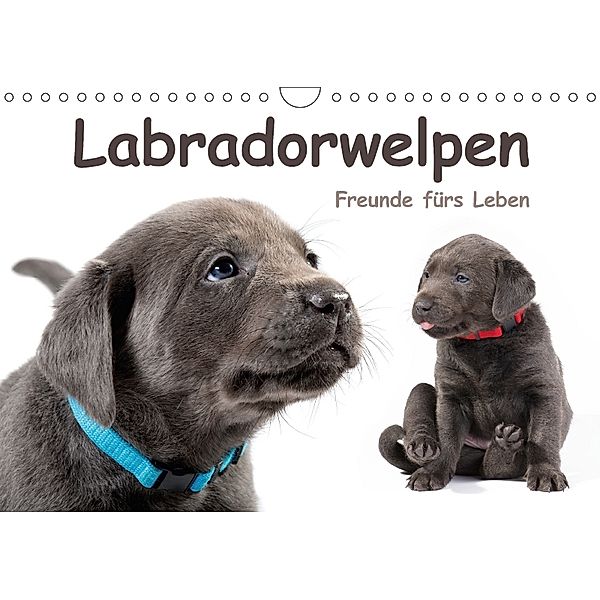 Labradorwelpen - Freunde fürs Leben (Wandkalender 2018 DIN A4 quer) Dieser erfolgreiche Kalender wurde dieses Jahr mit g, Krätschmer
