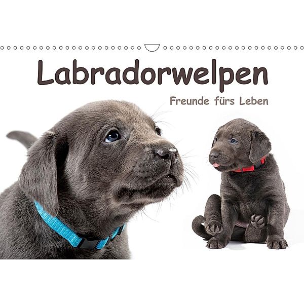 Labradorwelpen - Freunde fürs Leben (Wandkalender 2020 DIN A3 quer), Krätschmer