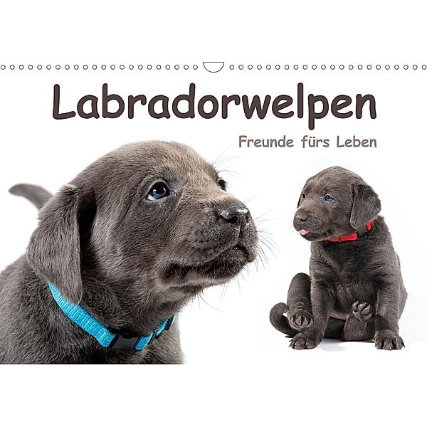Labradorwelpen - Freunde fürs Leben (Wandkalender 2021 DIN A3 quer), photodesign KRÄTSCHMER