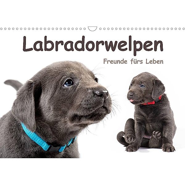 Labradorwelpen - Freunde fürs Leben (Wandkalender 2023 DIN A3 quer), photodesign KRÄTSCHMER