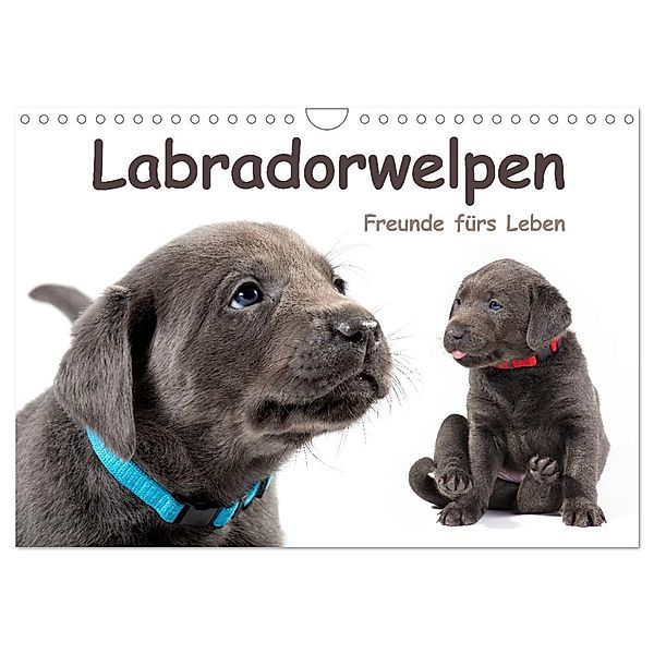 Labradorwelpen - Freunde fürs Leben (Wandkalender 2024 DIN A4 quer), CALVENDO Monatskalender, photodesign KRÄTSCHMER